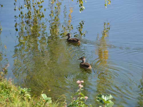 Foto Lacul Bodi (c) Petru Goja